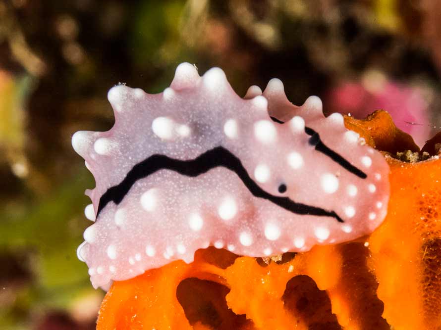 Phyllidiella rudmani